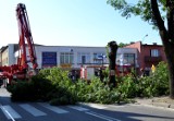 Wycinka drzewa na ul. Rzeźnickiej w Wejherowie