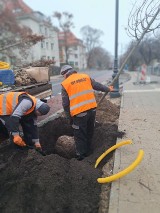 W Sopocie sadzą drzewa. Nie tylko ze względów estetycznych, ale i ekologicznych