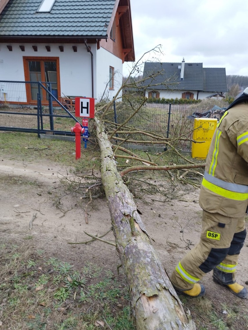 W Przyjaźni powalony konar uszkodził dachówki i ogrodzenie...