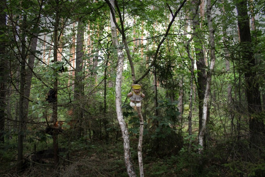 Pluszowe maskotki wiszą na drzewach, w lesie na obrzeżach Żor. O co chodzi? Zobacz ZDJĘCIA
