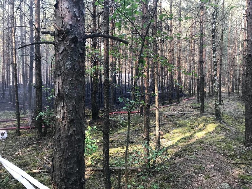 Seria podpaleń lasów w gminie Brzeziny. Policja zatrzymała podpalacza!