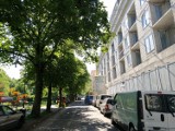 Obrońcy drzew wygrali, wycinki 23 lip nie będzie - konsultacje w sprawie ul. Westerplatte