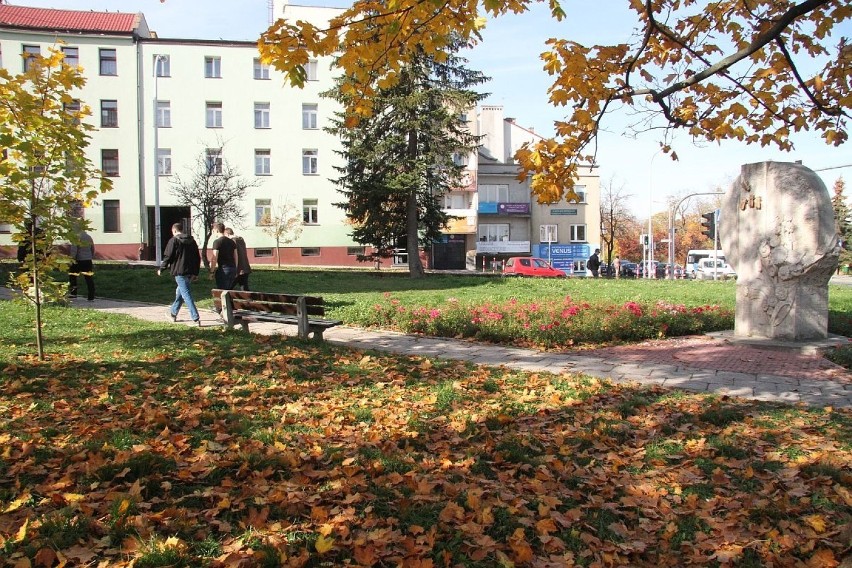 Wypas dla pszczół przy centrum Kielc 