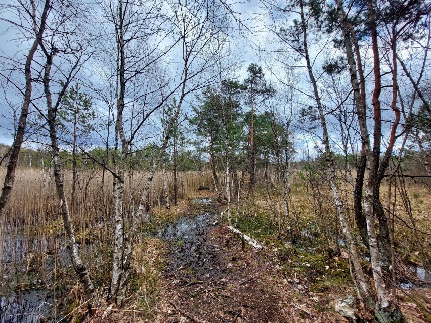 Łódzkie: Trwa walka o przyszłość rezerwatu przyrody w Rąbieniu
