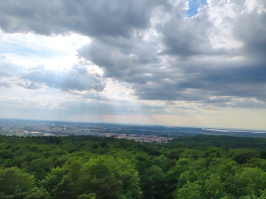 Wieża widokowa na Górze Chełmskiej.