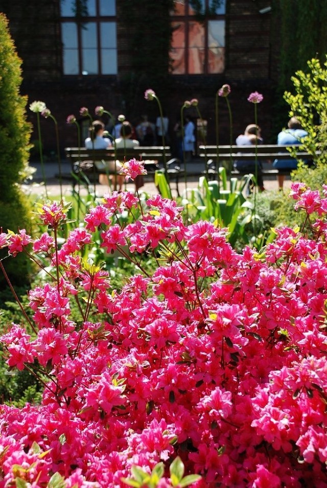 Różowa azalia japońska &quot;Fedora&quot; znajduje się we wrocławskim ogrodzie botanicznym, podobnie jak pozostałe bohaterki tego materiału. Fot. Marta Szloser