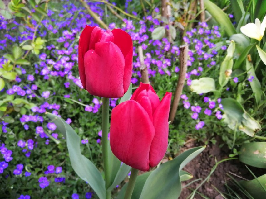 Różnobarwne tulipany w ogrodzie w Hnatkowicach koło...