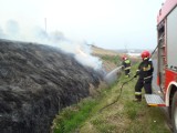 Oborniccy strażacy niemal każdego dnia gaszą pożary traw