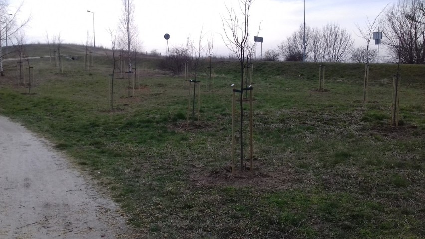 Posadzili nowe drzewa w Parku Harcerskim w Świdnicy