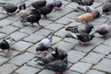 Radna: Nowy Targ ma być wolny od gołębi. To są „latające szczury”