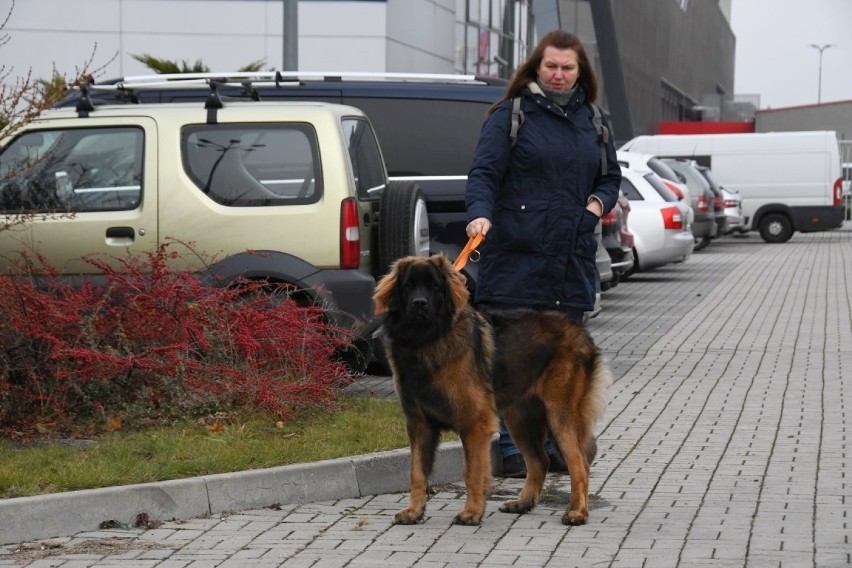 Psie piękności opanowały Targi Kielce. Rozpoczęła się dwudniowa wystawa psów rasowych [ZDJĘCIA] 