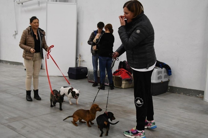 Psie piękności opanowały Targi Kielce. Rozpoczęła się dwudniowa wystawa psów rasowych [ZDJĘCIA] 