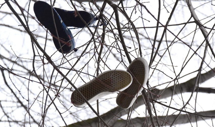 Drzewa obwieszone butami w Rymanowie. Co to oznacza? [ZDJĘCIA]