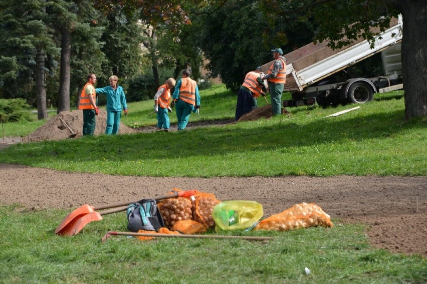 Ale będzie pięknie! Na kieleckim Wzgórzu Zamkowym sadzą kwiaty 