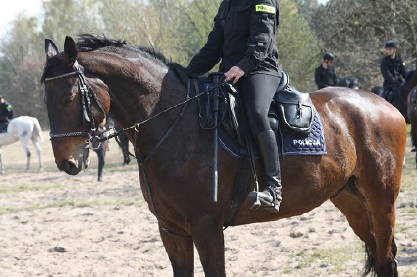 Policja na koniach na obozie kondycyjno - szkoleniowym w...