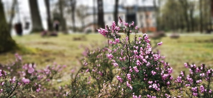 Kwitnące rośliny tworzą w jastrzębskim Parku Zdrojowym...