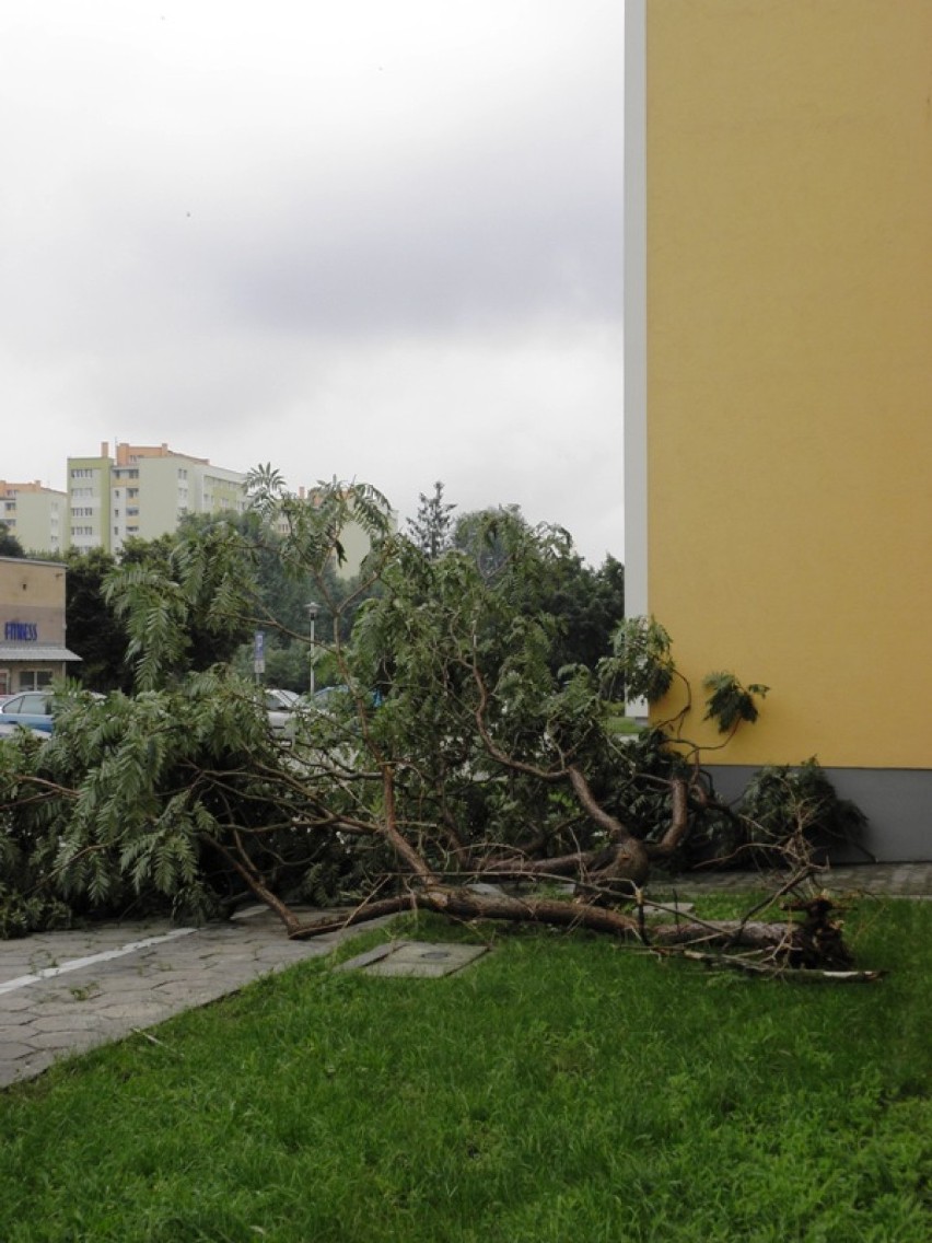 Drzewa po burzy w Puławach