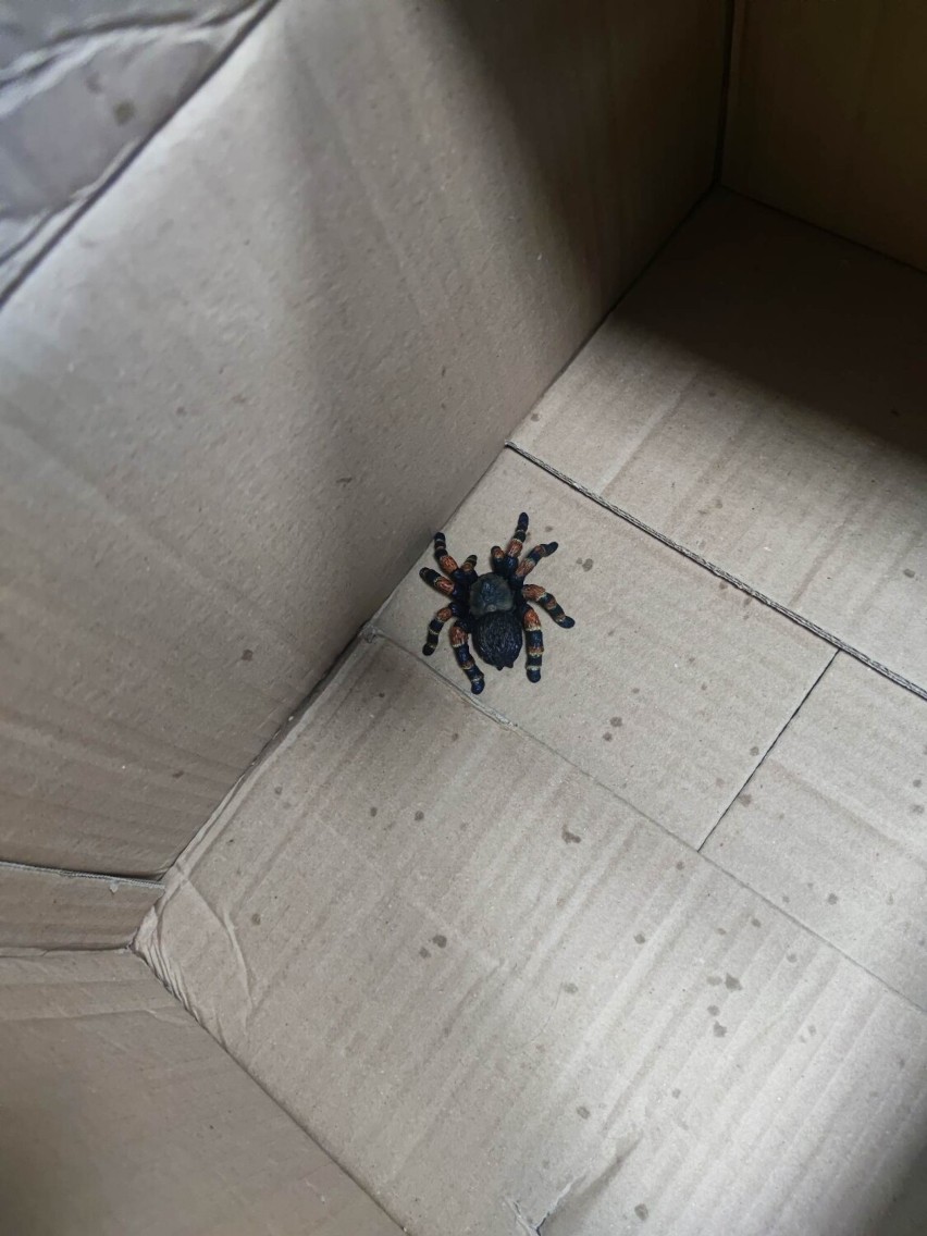 Groźny pająk na klatce schodowej? Straż Miejska w Zduńskiej Woli jest nieustraszona