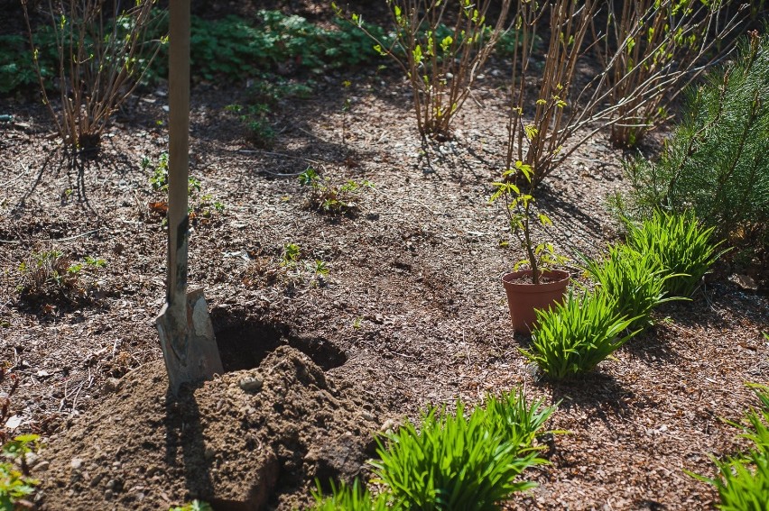 Zjazd kosmonautów w Sopocie 26.04.2019. Wspólnie posadzili drzewko kosmonautów [zdjęcia]