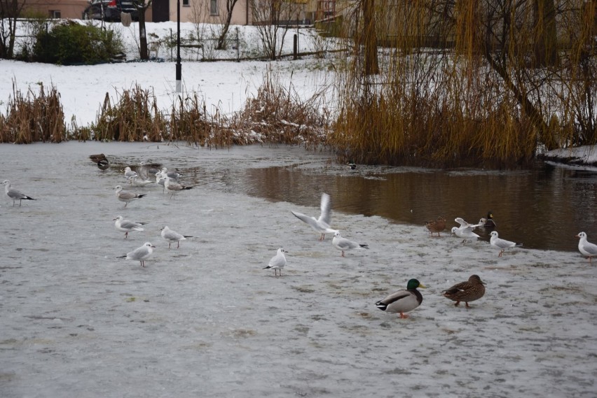 Zima w Pruszczu Gdańskim. Zobaczcie jak wygląda zaśnieżony park, miasto |ZDJECIA, WIDEO