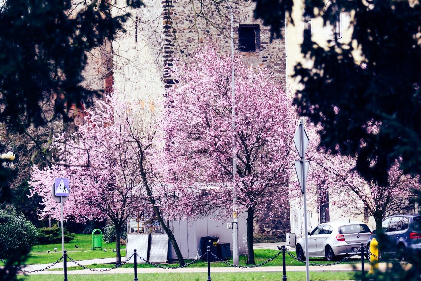 W Żarach posadzone na miejskich skwerach śliwy wiśniowe...