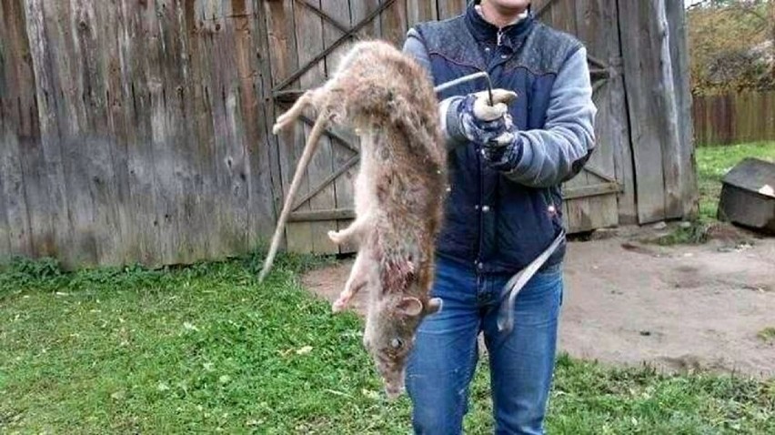 Gigantyczny szczur zabity pod Białymstokiem