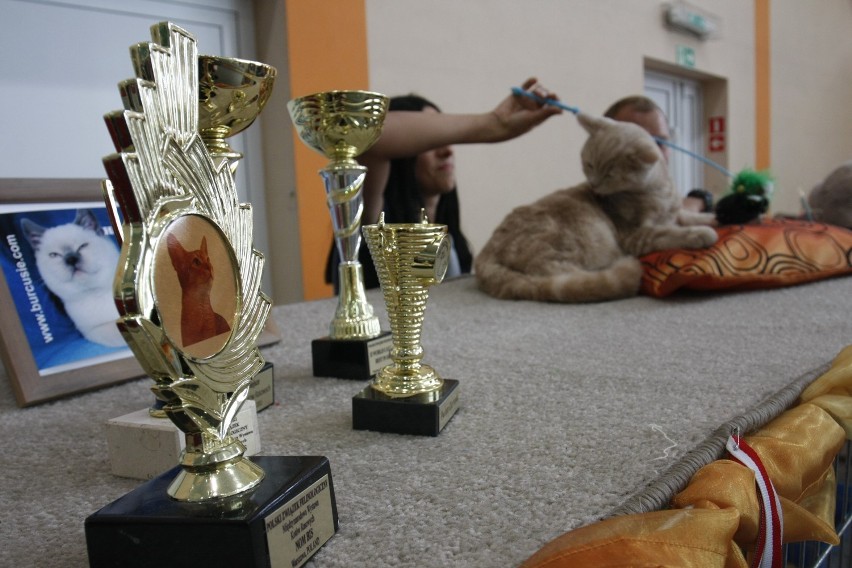 Puck. Wystawa kocich piękności w sali Powiatowego Ośrodka Sportu Młodzieżowego