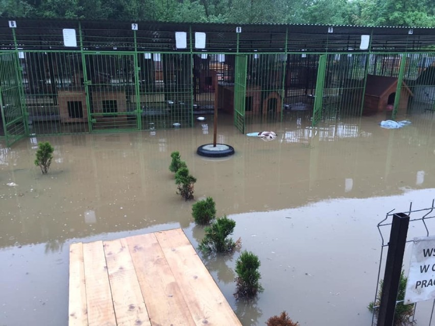Woda zalała schronisko psów w Borku, 90 zwierząt zostało ewakuowanych [ZDJĘCIA]