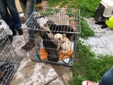 Horror zwierząt w Żytniowie. Towarzystwo Opieki nad Zwierzętami odebrało 16 psów. Dwa znaleziono martwe [WIDEO]
