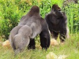 Warszawskie Zoo apeluje do odwiedzających. Chodzi o bezpieczeństwo zwierząt. "Ręce nam opadają"