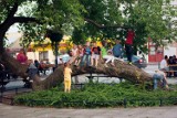Krasnystaw. Klęczące Drzewo w finale konkursu Drzewo Roku Klubu Gaja