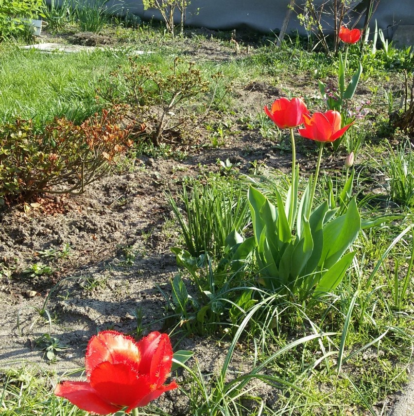 Wiosenne kwiaty: jest ich coraz więcej [ZDJĘCIA]