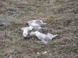 Myszków: śmieci przy ulicy Jana Pawła II [ZDJĘCIA]