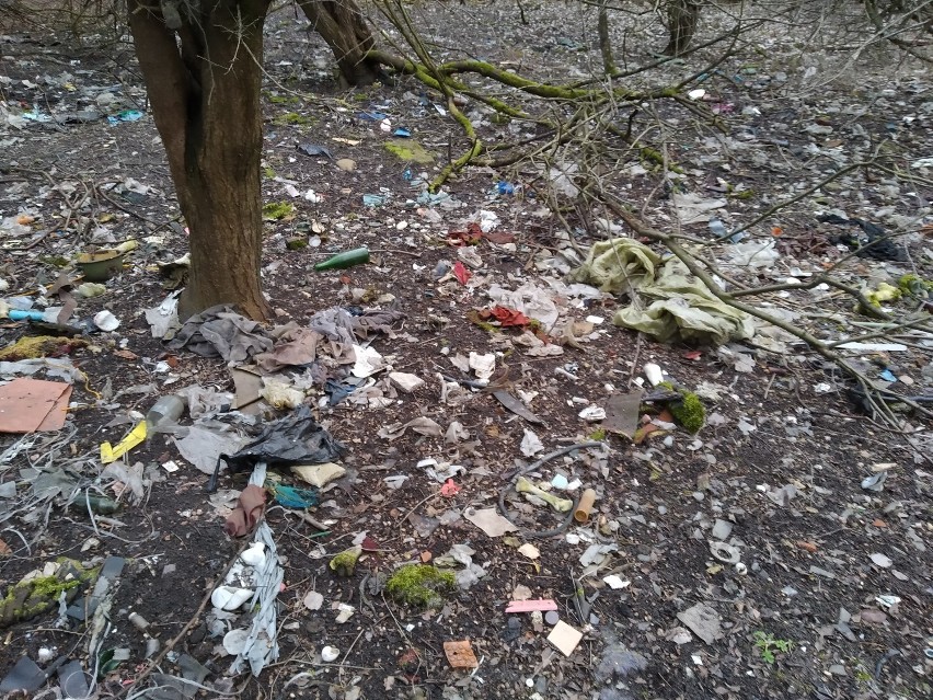 Dzikie wysypisko śmieci w lasach w Kurnosie