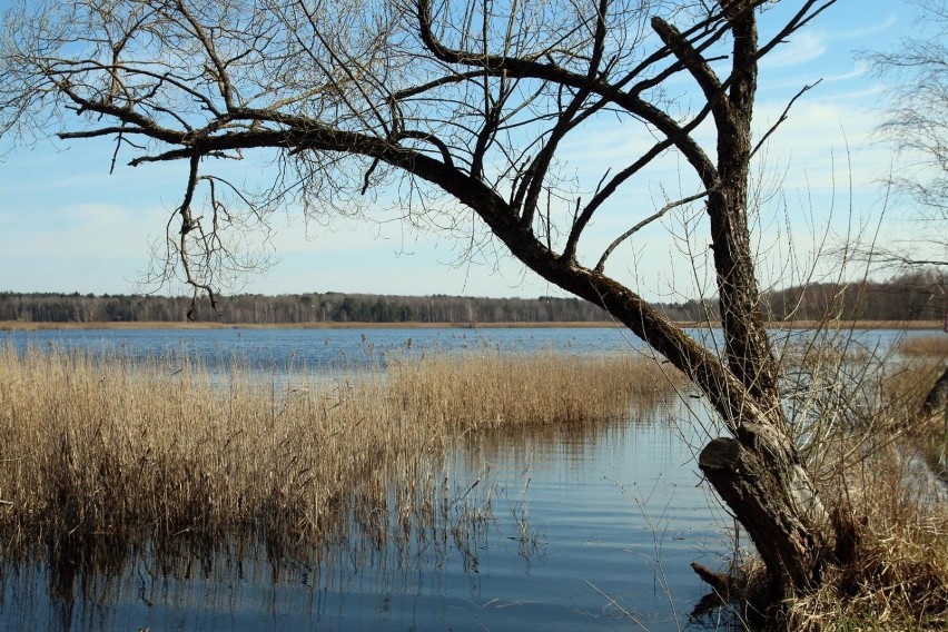 Poleski Park Narodowy