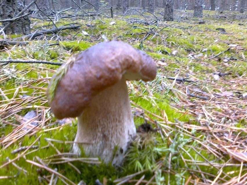 Duży prawdziwek- grzyb jadalnyFot. Justyna Bartkowiak