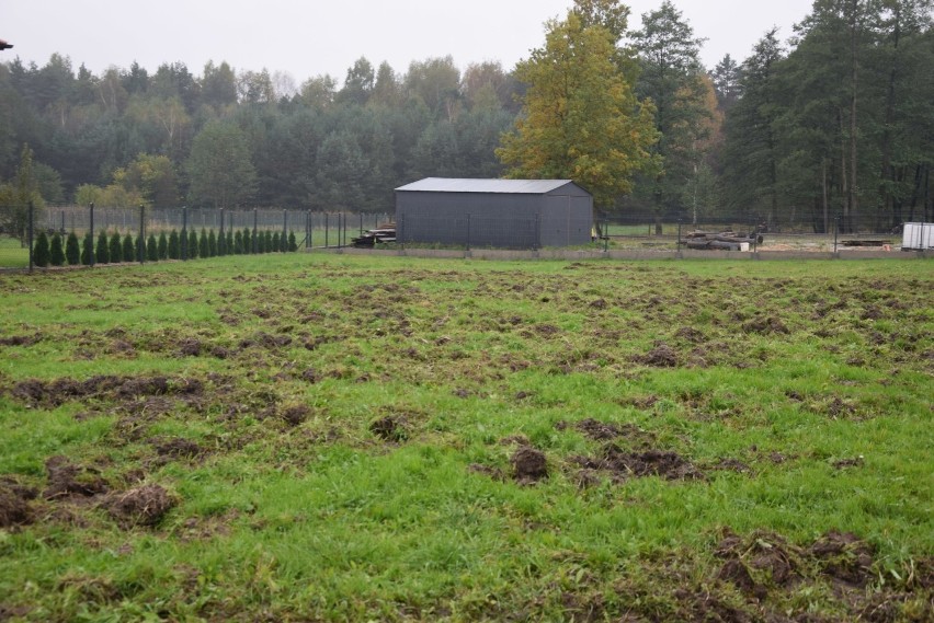 Okolica w Ciągowicach jest kompletnie zryta przez dziki.