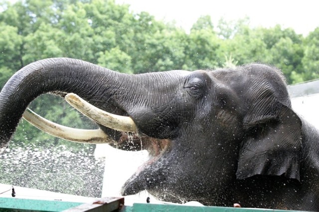 "Rodzina na 5+" Zabrze. Śląskie Zoo nowym partnerem