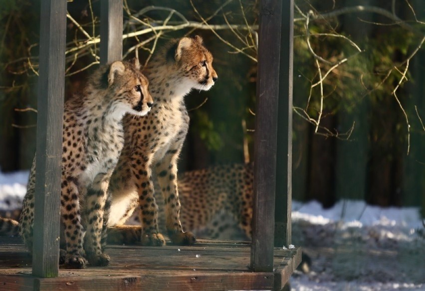 Poznaliśmy imiona gepardów z gdańskiego zoo!