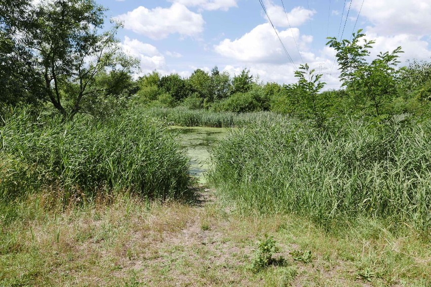 Najgorsza plaża w Warszawie. Śmieci, brud, zarośla. “Mogła być perełką” 