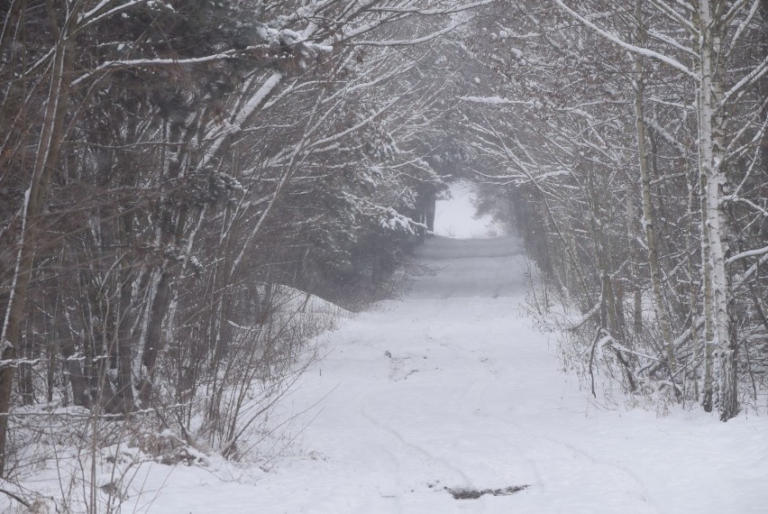 Sieradz śniegiem zasypany, a białego puchu przybywa