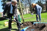 Będą sadzić drzewa nad zalewem Witoszówka. Miasto zaprasza mieszkańców