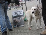 Poznań: Akcja na rzecz zakazu hodowli zwierząt na futra na Półwiejskiej [ZDJĘCIA, WIDEO]