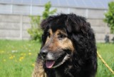 Psy do adopcji ze schroniska dla zwierząt w Bełchatowie. Czworonogi czekają na nowe domy