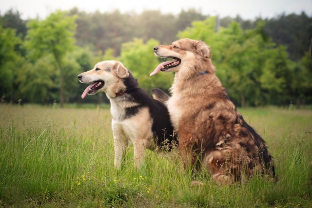 Chcesz znaleźć przyjaciela, który nigdy cię nie zawiedzie i obdarzy bezinteresownym uczuciem? Bezdomne psy polecają się do adopcji. Zobacz zdjęcia, może na nim jest Twój nowy domownik? Jedna prosta decyzja może już na zawsze zmienić co najmniej jedno życie. Na zdjęciu Olimpia i Banach. 
>