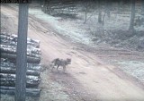 Wilk nagrany przez kamerę monitoringu leśnego [FILM]
