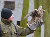 Sokolnicy kontra gawrony w Debrznie