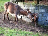  Zimy nie będzie? Wiosenne wiadomości z zoo [zdjęcia]