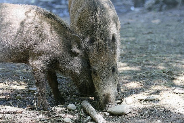 Źródło: http://commons.wikimedia.org/wiki/File:Wild_Boar_piglets.jpg