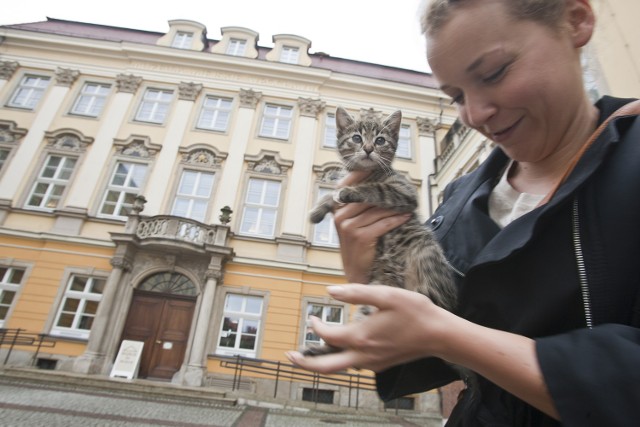 Koko trafiła do pałacu latem tego roku